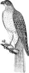 Falco umbrinus